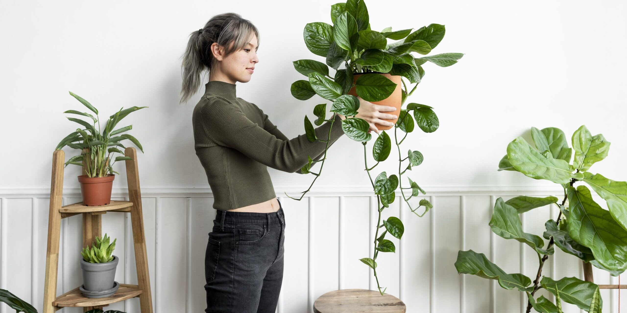 indoor plants