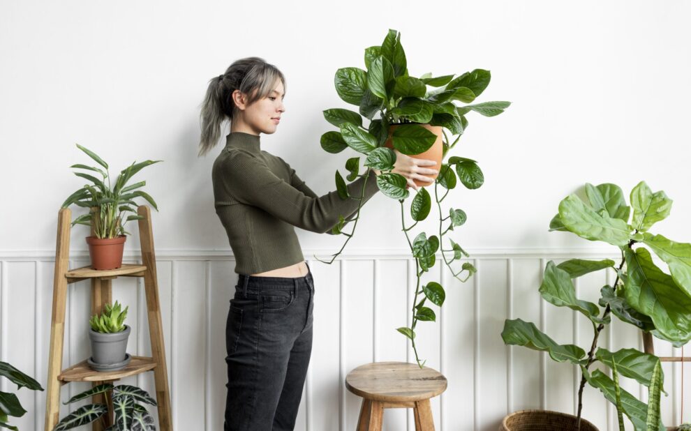 indoor plants